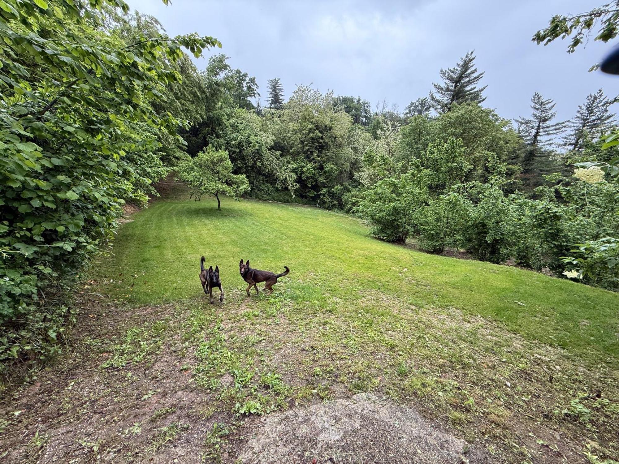 Bnb Dog And Friend Rocchetta Tanaro Kültér fotó